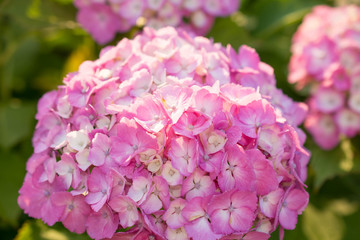  Hydrangea on a sunny day