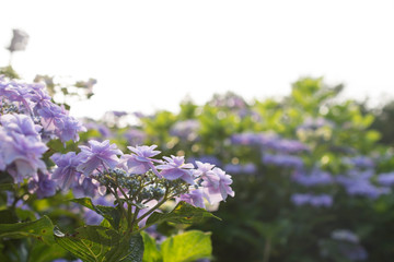  Hydrangea on a sunny day