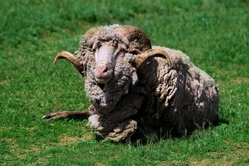 Naklejka na ściany i meble In the meadow lying bighorn ram with a lot of wool