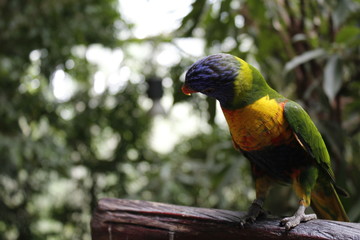 Allfarblori - Papagei