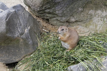 Präriehund- Erdhörnchen