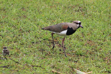 Alcaraván con polluelos.
