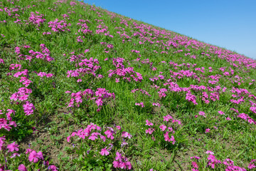 Obraz premium Flower garden of Moss Phlox - シバザクラの花畑１