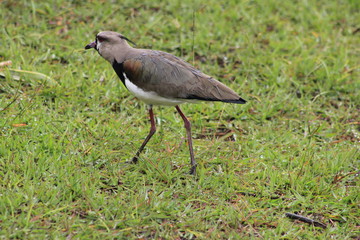 Alcaraván con polluelos.