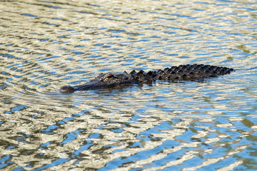 Naklejka premium Alligator