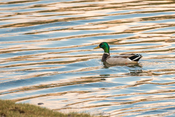 Duck Mallard