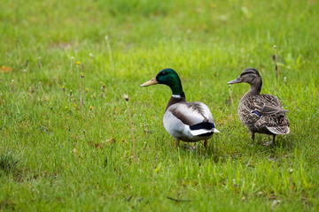 Obraz premium Ducks