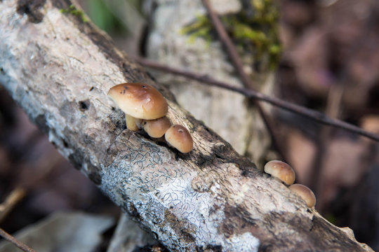 mushrooms nameko