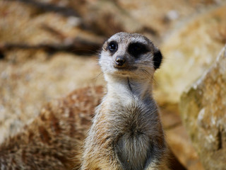 Suricate