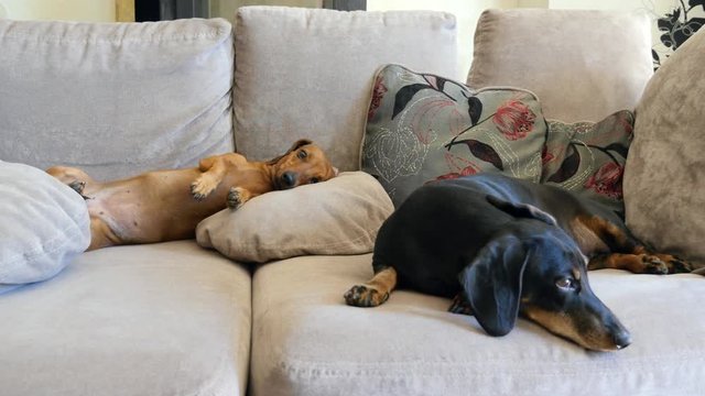Dachshunds are rest and look at the camera. Dogs playing on the couch.