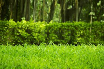 green grass background.