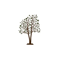 Oak vector illustration