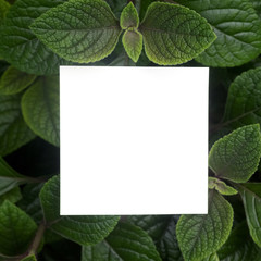 Creative layout made of leaves with paper card note. Flat lay. Nature concept