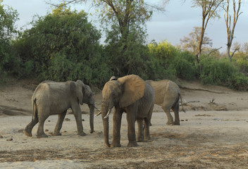 Fototapeta na wymiar Elephants walking on a dry river bed Kenya, Africa