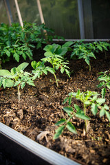 gruwth seedling tomato