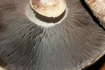 portobello mushrooms 