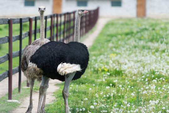 Two ostrich on a farm in Belarus