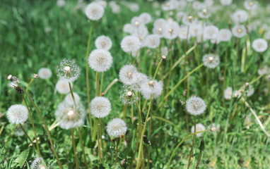 Dandelions in the grass.