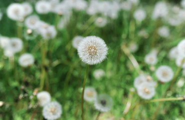 White fluffy dandelions growing in the meadow.
