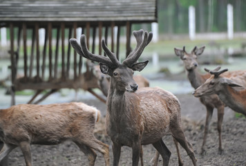 Close-up a group of deer