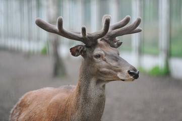 Red Deer in a Bialowieza forest