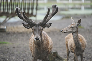 Naklejka na ściany i meble Pair of Red Deer stags
