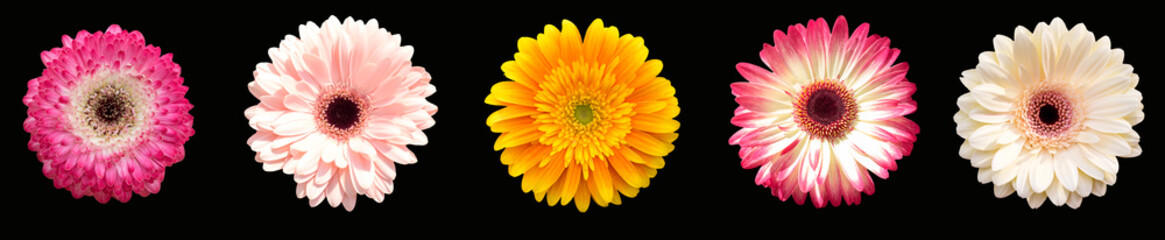 Collection of five flowers gerberas, different colors. Horizontal banner.
