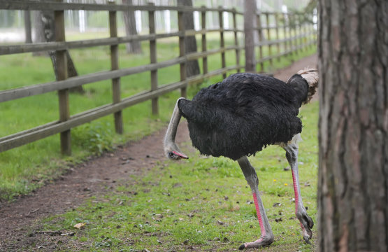 Curious ostrich on a farm