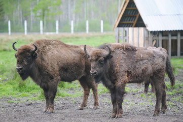 Two large brown bison on the forest background. Two bulls with big horns on the background of the...