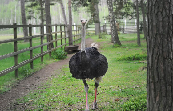One black ostrich walking on the green grass.