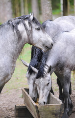 Fototapeta premium Group of purebred horses eating forage on rural animal farm. Herd of horses chewing fresh food on ranch summertime