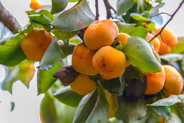 Persimmon, Unripe fuyu persimmon early in the season & fresh green leaves at Chiang Mai, Thailand