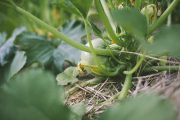 Zucchini on plant