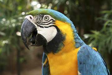 Portrait of Blue-and-Yellow Macaw Parrot, Ara Ararauna