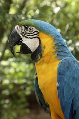 Portrait of Blue-and-Yellow Macaw Parrot, Ara Ararauna Blue-and-yellow macaw in Bolivia