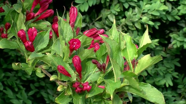 Bl&uuml;ten eines Weigelienstrauches bewegen sich im Wind