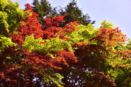 92 Best 野村紅葉 Images Stock Photos Vectors Adobe Stock