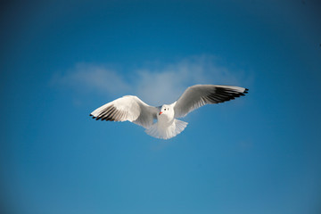 seagull