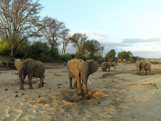 Elephants standing in a dry riverbed. Kenya, Africa