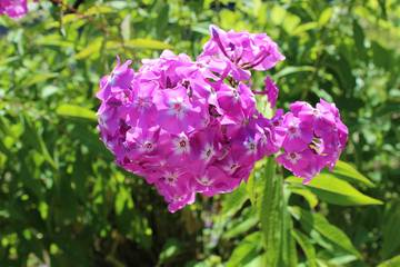 Blooming Phlox in the garden