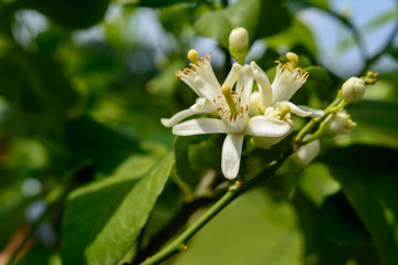 Fototapeta na wymiar Blüten vom Zitronenbaum 