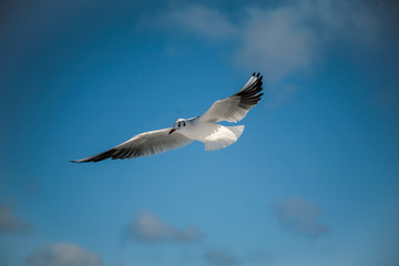 seagull