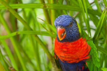 Loriquet à tête bleue