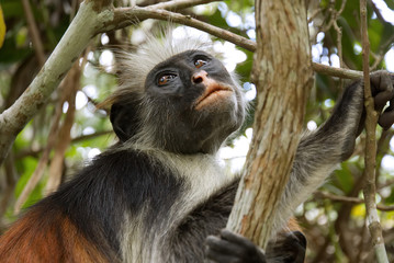 Portrait shot of red colobus monkey in Jozani forest national park, Zanzibar, Tanzania