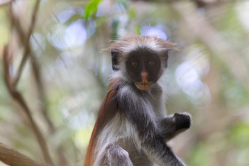 Portrait shot of red colobus monkey in Jozani forest national park, Zanzibar, Tanzania