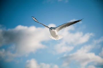 seagull