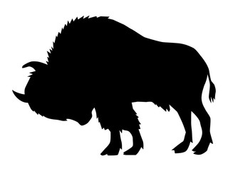 buffalo, side view