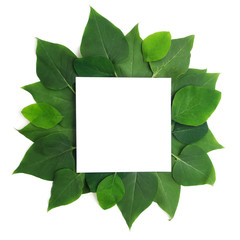 Fototapeta na wymiar Fresh green leaves borderon white. Flat lay. Top view.