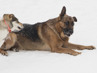 I'm tired of my friend.