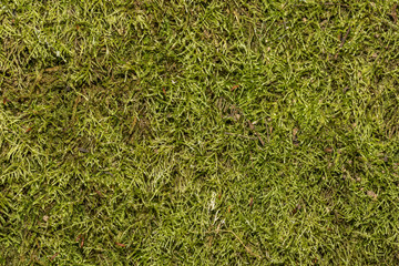 Green vegetable surface